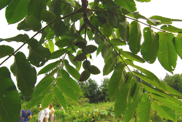Chestnuts on Mark Shepard's farm.