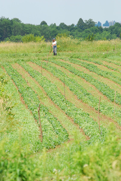 Cultivating organic crops on Mark Shepard's farm.